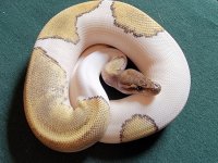 femaleYBMOJAVEPIED20bm0034k.jpg
