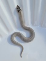Axanthic Super Body.jpg