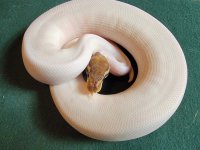 malemojavepied20bm0041k.jpg