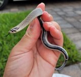 Axanthic Super Tail.jpg