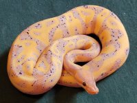 maleleopardbananahetgstripe20bm0092k.jpg