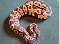 femaleleopardhetgstripe20bm010750.jpg