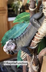 Iguana-delicatissima-don-juan-on-the-tree.jpg