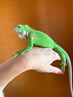 Iguana-delicatissima -RENATA HOLDING BABY 2.JPG