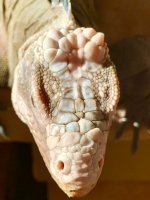 Iguana-delicatissima-don-juan-head-bump-scales.jpg