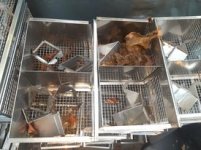 cage3.jpg