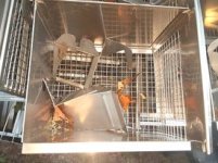 cage5.jpg