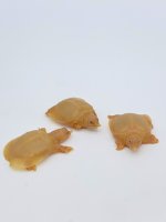 chinese soft shell turtles.jpg