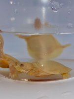 chinese soft shell turtle.jpg