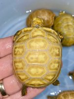 hypo redfoot.jpg