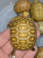 hypo redfoot 2.jpg
