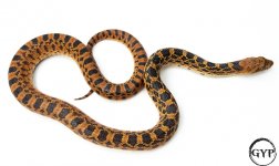 RedHetAlbinoM1 (1 of 1).jpg