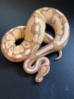 Banana het p.jpg
