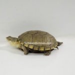 Yellow Mud Turtles (Kinosternon flavescens) CB females. 1.jpg