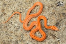 Elaphe_guttata_guttata_male_ASJR3_9-21-21_A1_logo_web.JPG