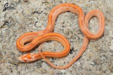 Elaphe_guttata_guttata_male_ASJR1_9-21-21_A1_logo_web.JPG