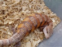 SKINK 4 PIC TWO.jpg