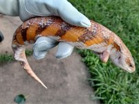 SKINK 4 SEX UNKNOWN.jpg