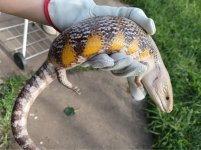 SKINK 1 PIC TWO.jpg