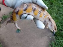 SKINK 7 FEMALE.jpg