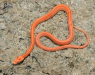 Elaphe_guttata_guttata_female_ASJR4_9-21-21_A1_logo_web.JPG