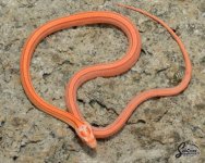 Elaphe_guttata_guttata_female_ASJR5_9-21-21_A1_logo_web.JPG