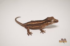 DARK STRIPED BABY GARGOYLE GECKO.jpg