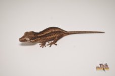 DARK STRIPED BABY GARGOYLE GECKO1.jpg