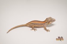 ORANGE STRIPED BABY GARGOYLE .jpg