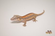ORANGE STRIPED BABY GARGOYLE 1.jpg