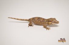 LOW EXPRESSION ORANGE BLOTCH RETICULATED1.jpg