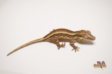 STRIPED GARGOYLE GECKO.jpg