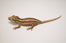 STRIPED GARGOYLE GECKO1.jpg