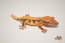EXTREME HARLEQUIN LILLY WHITE CRESTED GECKO.jpg