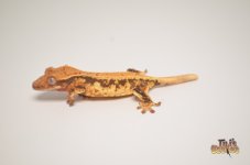 EXTREME HARLEQUIN LILLY WHITE CRESTED GECKO1.jpg