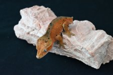 DSC_0248.jpg