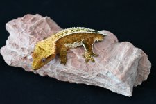 DSC_0492.jpg
