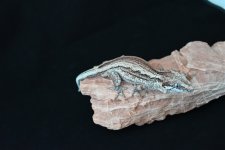 DSC_0092.jpg