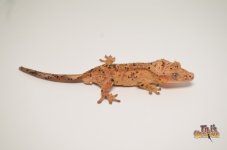 ORANGE TIGER SUPER DALMATIAN CRESTED GECKO1.jpg