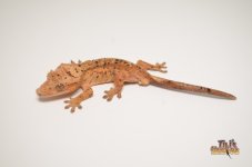 ORANGE TIGER SUPER DALMATIAN CRESTED GECKO.jpg