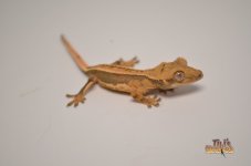 WHITEOUT QUADSTRIPE CRESTED GECKO.jpg