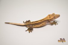 SUPERSTRIPE LINE QUADSTRIPE CRESTED GECKO1.jpg
