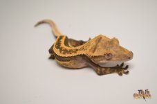SUPERSTRIPE LINE QUADSTRIPE CRESTED GECKO.jpg