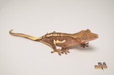 PHANTOM DALMATIAN LILLY WHITE CRESTED GECKO.jpg