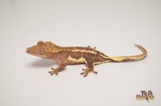PHANTOM DALMATIAN LILLY WHITE CRESTED GECKO1.jpg