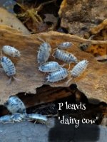 dairycowlaevis.jpg