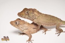 babyfalsechameleonanole1.jpg