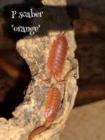 orangescaber.jpg
