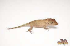 babyfalsechameleonanole.jpg