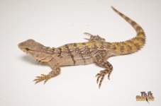 YELLOWBACK SPINY TAILED IGUANA.jpg